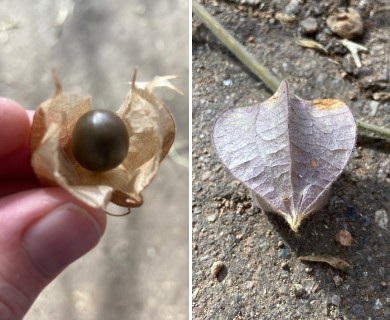 Physalis pubescens