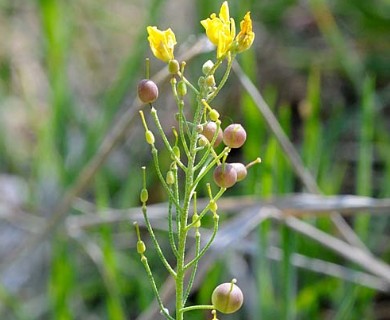 Physaria gracilis