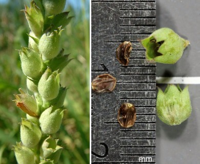 Physostegia virginiana