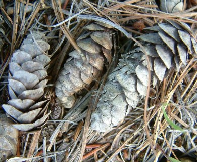 Picea glauca