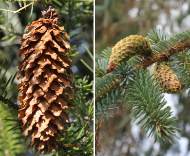 Picea sitchensis