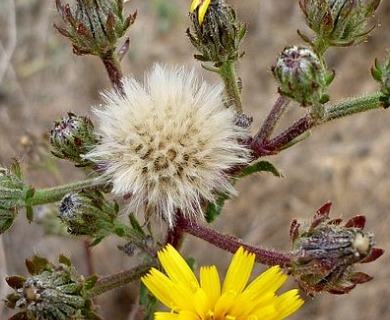 Picris hieracioides