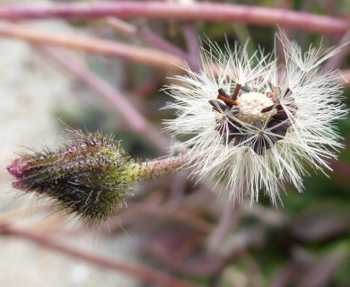 Pilosella aurantiaca