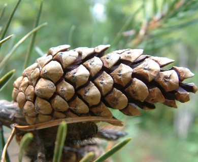 Pinus banksiana