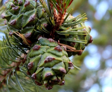 Pinus cembroides