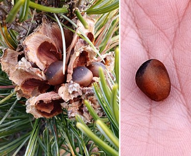Pinus culminicola