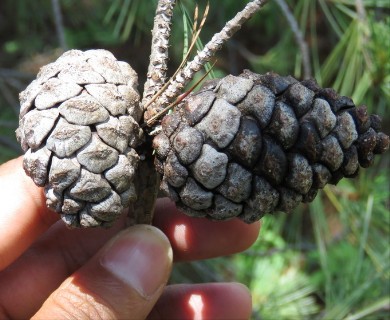 Pinus leiophylla