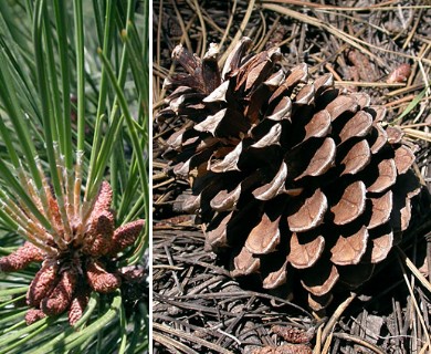 Pinus ponderosa