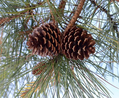 Pinus rigida