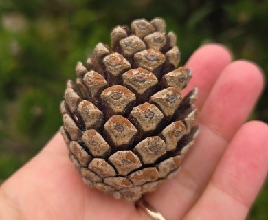 Pinus thunbergii