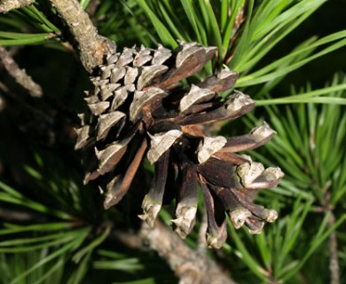 Pinus virginiana