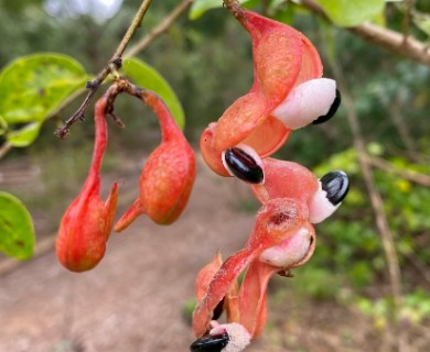 Pithecellobium unguis-cati