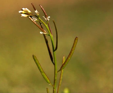 Planodes virginicum