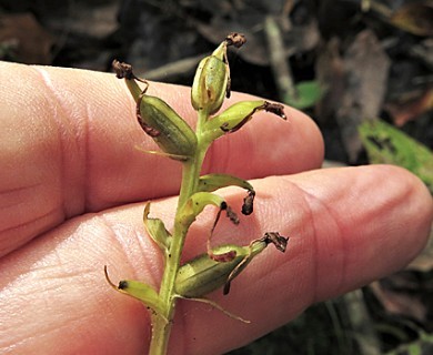 Platanthera clavellata