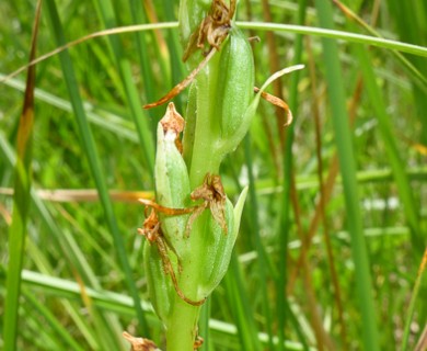 Platanthera dilatata