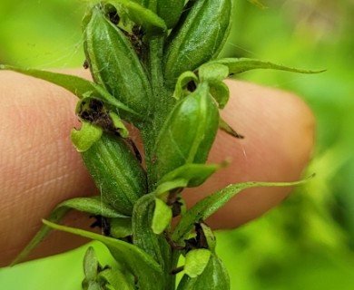 Platanthera flava