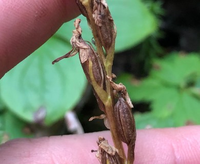 Platanthera obtusata