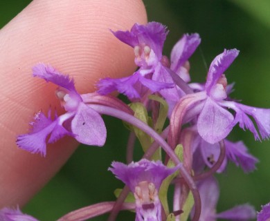 Platanthera psycodes