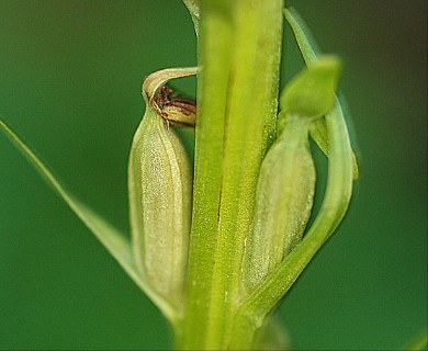 Platanthera sparsiflora