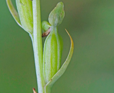 Platanthera stricta