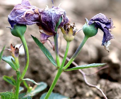 Platycodon grandiflorus