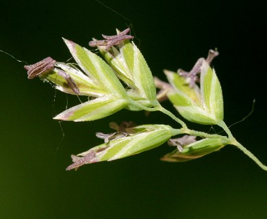 Poa pratensis