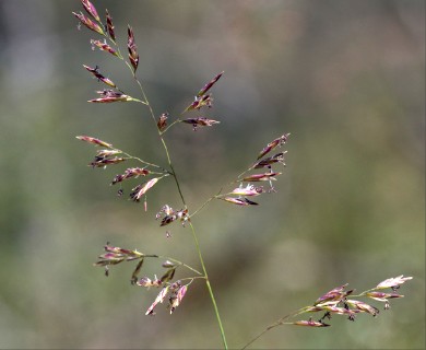 Poa secunda