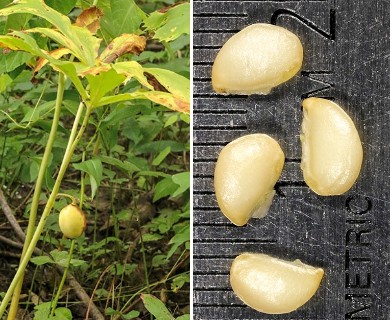 Podophyllum peltatum