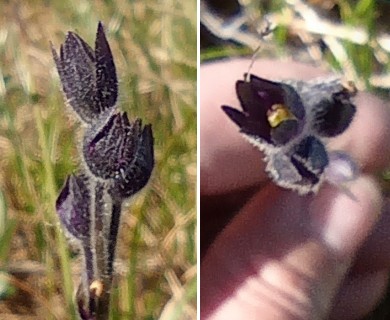 Polemonium acutiflorum