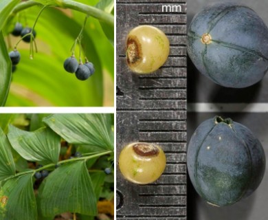 Polygonatum biflorum