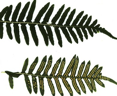 Polypodium glycyrrhiza