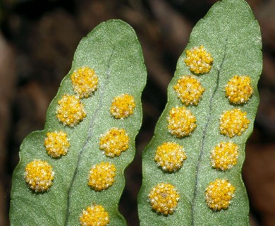 Polypodium virginianum