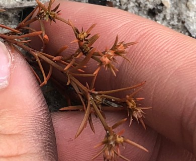 Polypremum procumbens