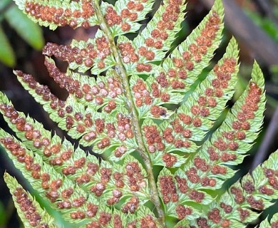 Polystichum setigerum
