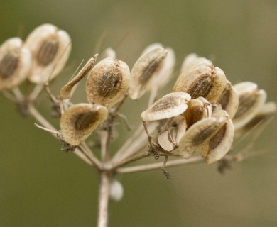 Polytaenia texana