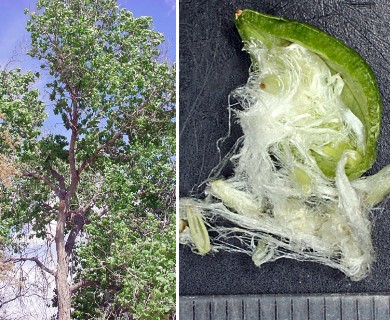 Populus deltoides