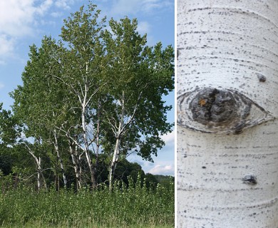 Populus tremuloides