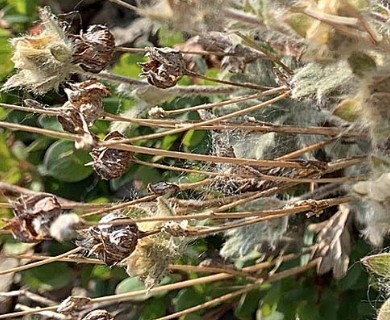 Potentilla X villosula