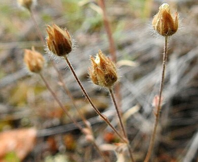 Potentilla arenosa