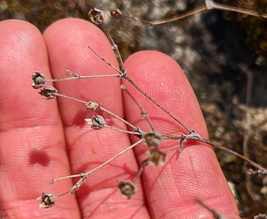 Potentilla argentea