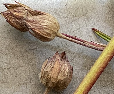 Potentilla bimundorum