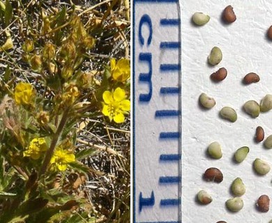 Potentilla gracilis