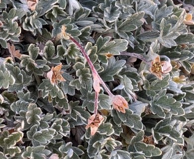 Potentilla hookeriana