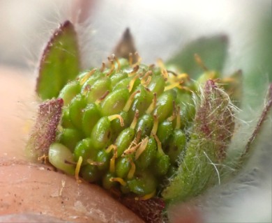 Potentilla hyparctica