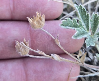 Potentilla macounii