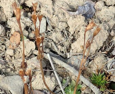 Primula borealis