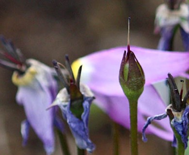 Primula conjugens