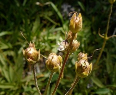 Primula jeffreyi