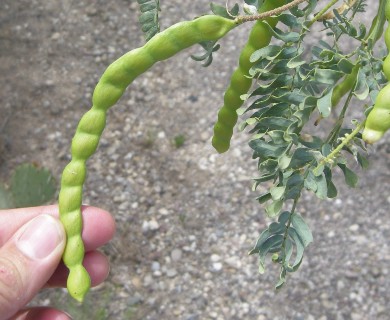 Prosopis velutina