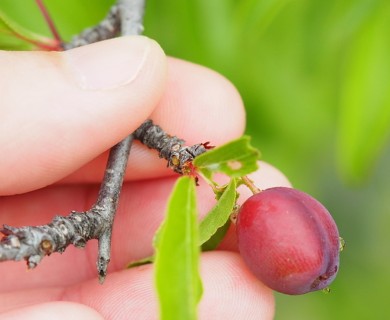 Prunus angustifolia